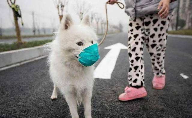 Verspreidt de SASR-Cov-2 zich naar huisdieren?